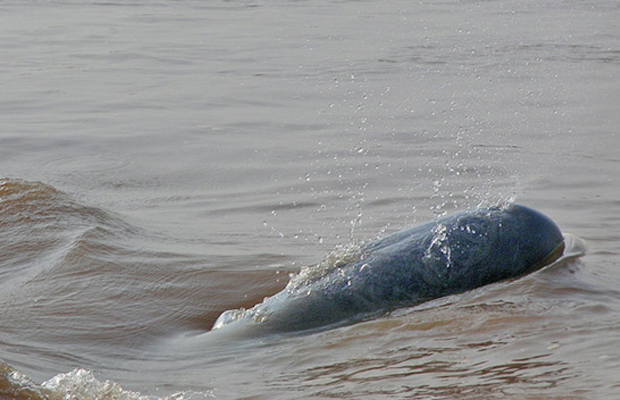 Irrawaddy Dolphins 2